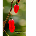 Gesunde Ernährung mit Goji-Beeren im Alter